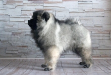 Олимпик Спирит Максимус, 55 дней