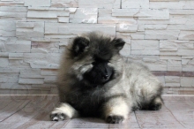 Олимпик Спирит Максимус, 9 недель
