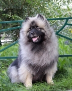 Олимпик Спирит Максимус 