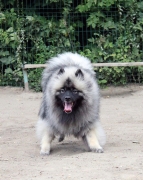 Олимпик Спирит Максимус 