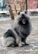 Олимпик Спирит Максимус 