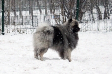 Олимпик Спирит Максимус 