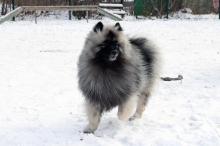 Олимпик Спирит Максимус 