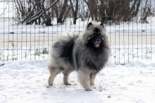 Олимпик Спирит Максимус 