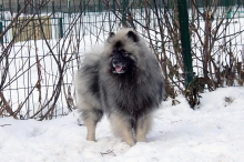Олимпик Спирит Максимус 