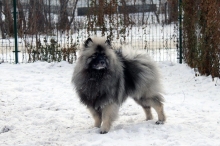 Олимпик Спирит Максимус 