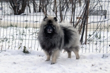 Олимпик Спирит Максимус 
