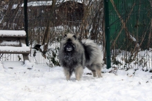Олимпик Спирит Максимус 