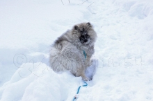 Олимпик Спирит Максимус, 3,5 месяца
