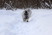 Олимпик Спирит Максимус, 3,5 месяца