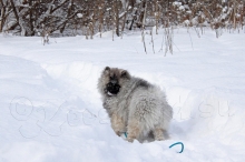 Олимпик Спирит Максимус, 3,5 месяца