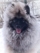 Олимпик Спирит Максимус 