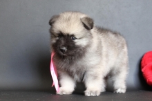 Олимпик Спирит Нэлли, 1 месяц
