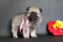 Олимпик Спирит Нэлли, 1 месяц
