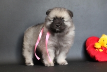 Олимпик Спирит Нэлли, 1 месяц