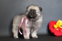 Олимпик Спирит Нэлли, 1 месяц