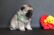 Олимпик Спирит Нэльсон, 1 месяц