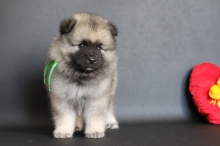 Олимпик Спирит Нэльсон, 1 месяц