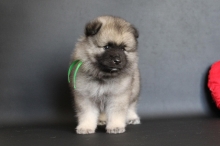 Олимпик Спирит Нэльсон, 1 месяц