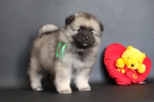 Олимпик Спирит Нэльсон, 1 месяц