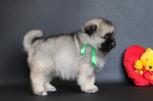 Олимпик Спирит Нэльсон, 1 месяц