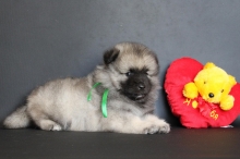 Олимпик Спирит Нэльсон, 1 месяц