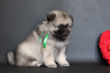 Олимпик Спирит Нэльсон, 1 месяц
