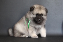 Олимпик Спирит Нэльсон, 1 месяц