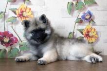 Олимпик Спирит Новелла, 2.5 месяца