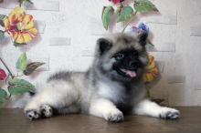 Олимпик Спирит Новелла, 2.5 месяца