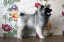 Олимпик Спирит Новелла, 2.5 месяца