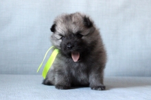 Олимпик Спирит Оливия, 1 месяц