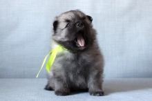 Олимпик Спирит Оливия, 1 месяц