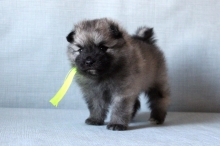 Олимпик Спирит Оливия, 1 месяц