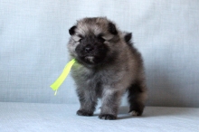 Олимпик Спирит Оливия, 1 месяц