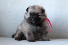 Олимпик Спирит Омелия, 1 месяц