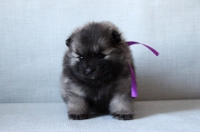 Олимпик Спирит Овация, 1 месяц
