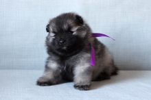 Олимпик Спирит Овация, 1 месяц