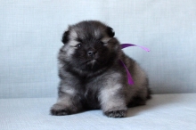 Олимпик Спирит Овация, 1 месяц
