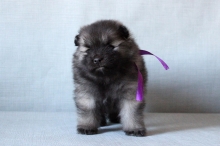 Олимпик Спирит Овация, 1 месяц