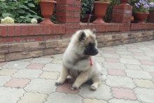 Олимпик Спирит Валенсия, 3,5 мес