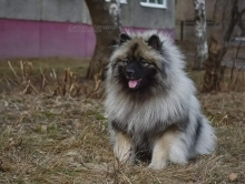 Олимпик Спирит Ванесса