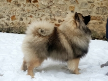 Олимпик Спирит Викинг, 8 месяцев