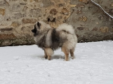 Олимпик Спирит Викинг, 8 месяцев