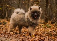 Олимпик Спирит Викинг, 6 месяцев