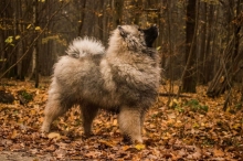 Олимпик Спирит Викинг, 6 месяцев