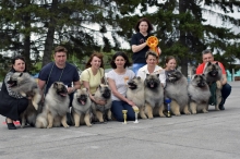 Кеесхонды Моно 15.05.2022 Новосибирск