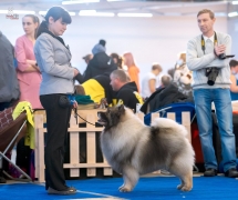 Новые титулы Северная Орхидея Фест Олимпик Голд 