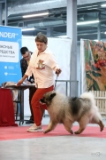 Северная Орхидея Фест Олимпик Голд 
