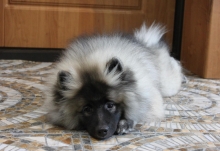 Олимпик Спирит Закирия, 3 месяца